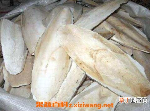 中药鱼古的功效与作用