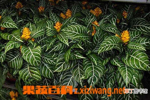 金脉单药花的功效与作用 金脉单药花的栽培要点