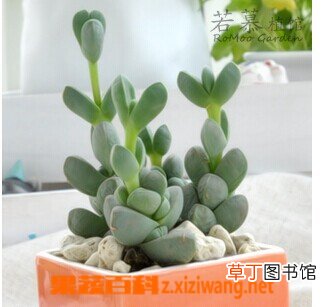 鹿角海棠的功效与作用