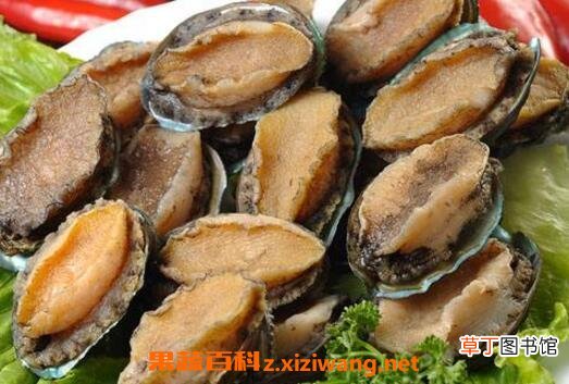 珍珠鲍鱼的功效与作用