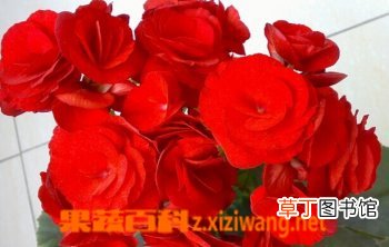 秋海棠的功效与作用