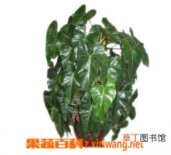 琴叶喜林芋的功效与作用