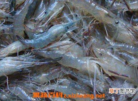 河虾和基围虾的区别 基围虾的营养价值