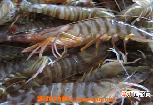 河虾和基围虾的区别 基围虾的营养价值