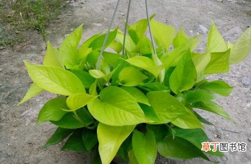 耐干旱好养活的花种推荐 常见植物的种植秘籍