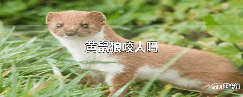 黄鼠狼咬人吗