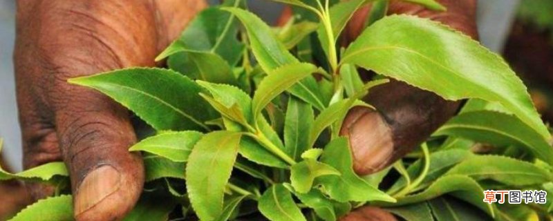 恰特草属于兴奋剂毒品吗