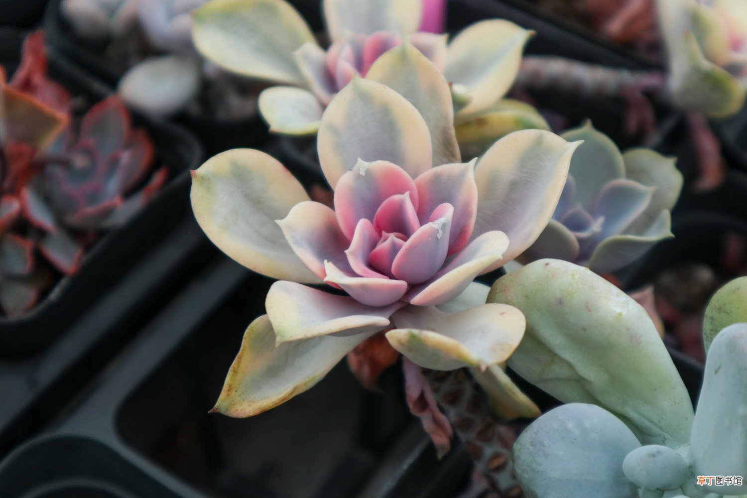 20种常见花卉，养在阳台颜色比彩虹还绚烂！