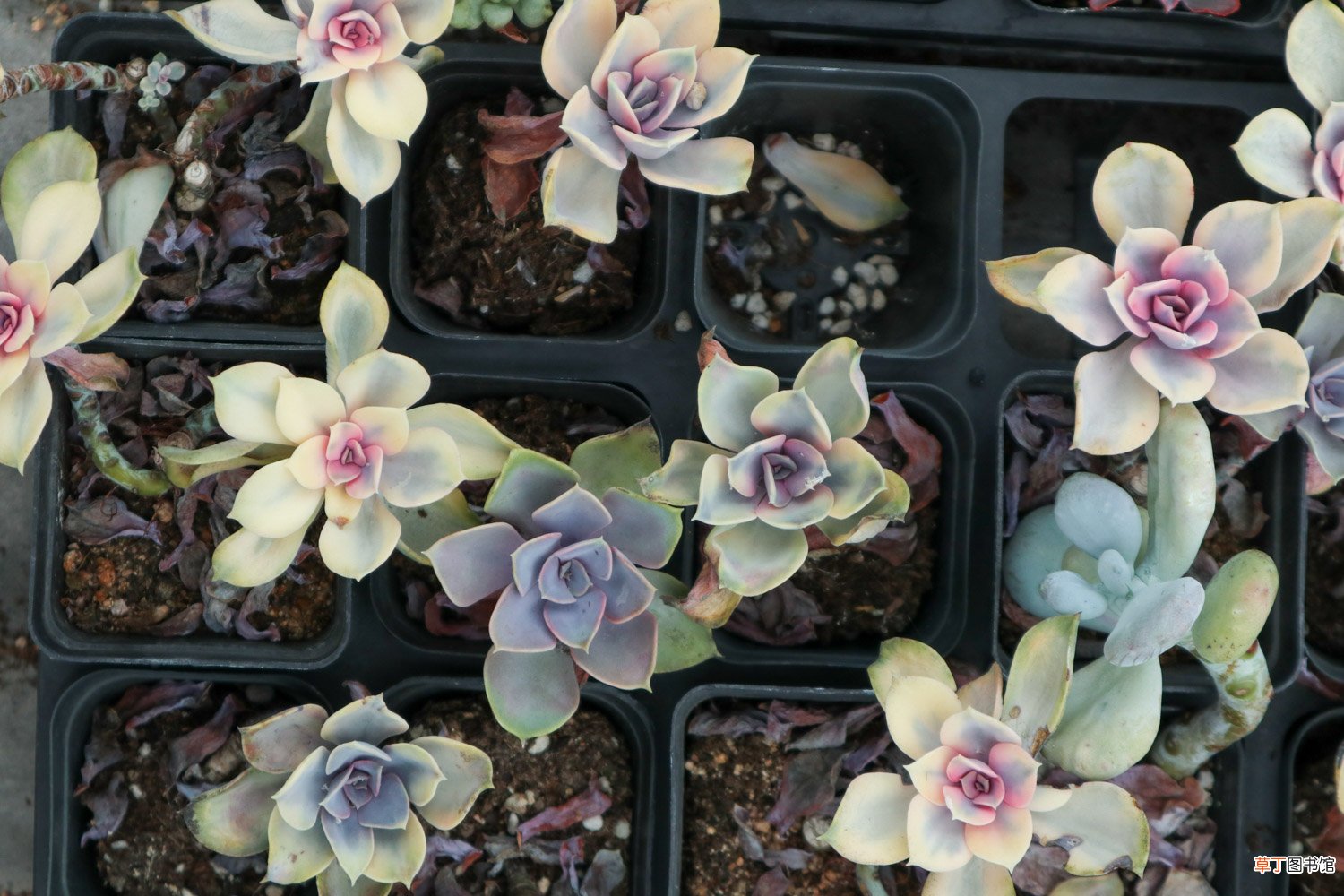 20种常见花卉，养在阳台颜色比彩虹还绚烂！