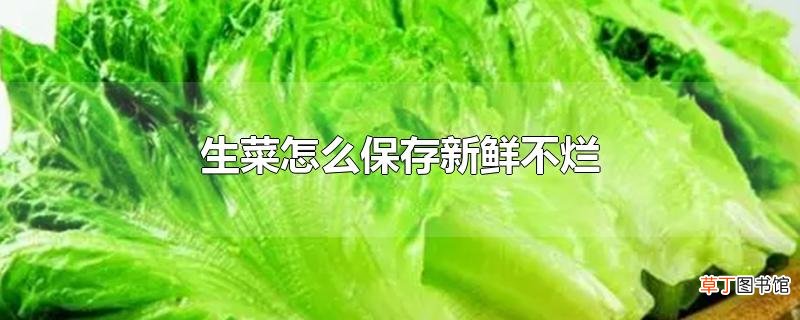 生菜怎么保存新鲜不烂