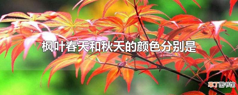 枫叶春天和秋天的颜色分别是