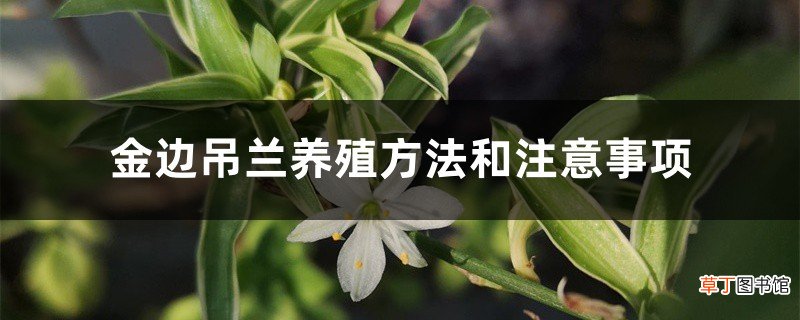 金边吊兰养殖方法和注意事项