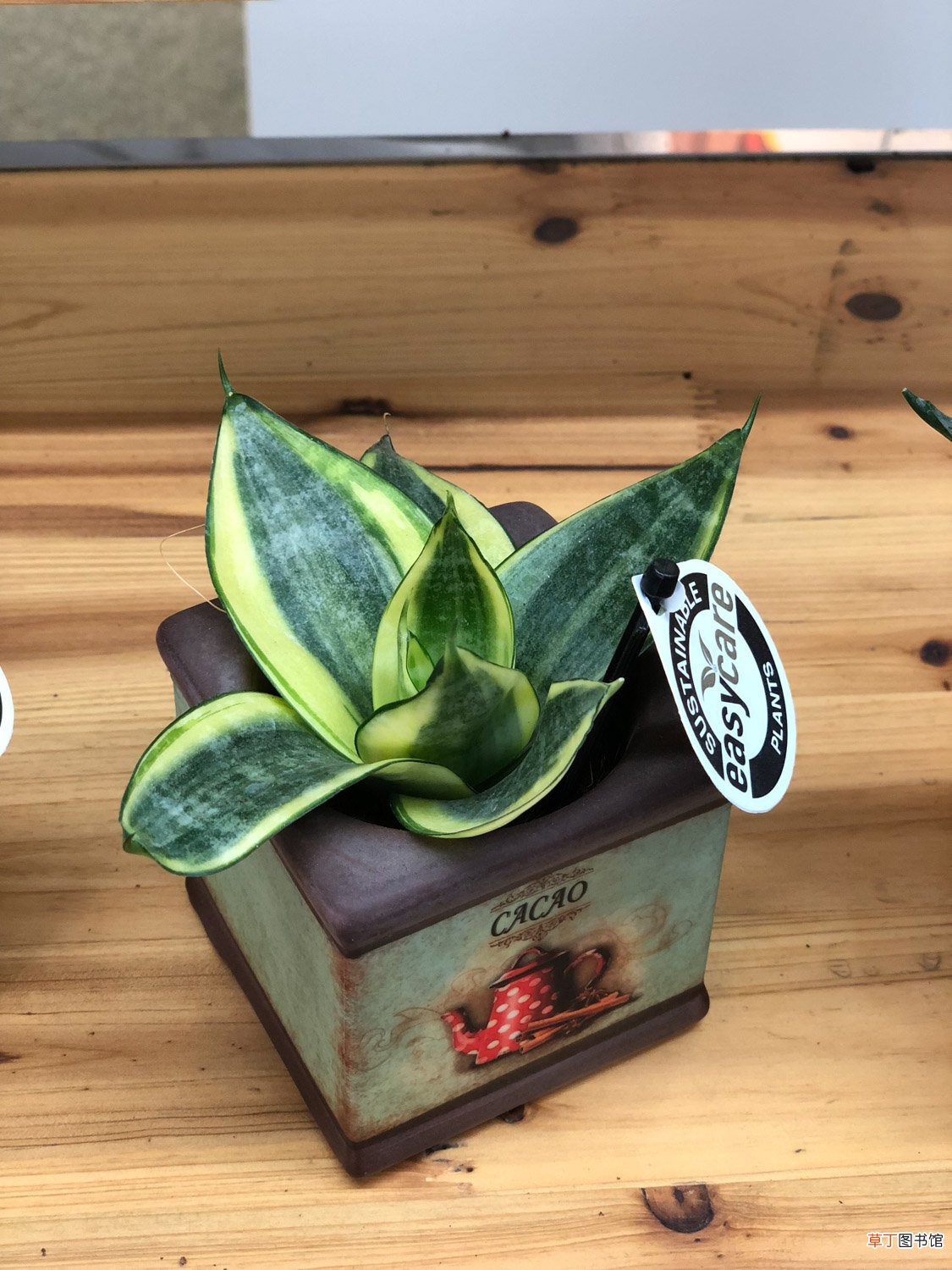 虎尾兰的种类