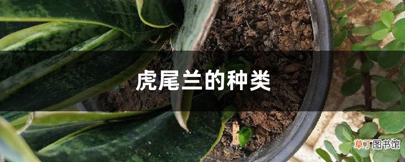 虎尾兰的种类