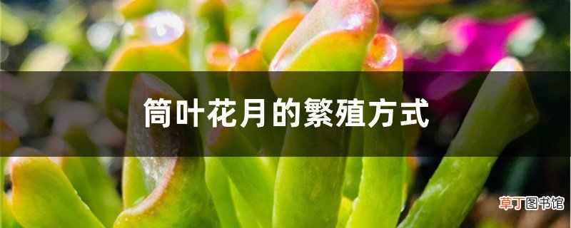 筒叶花月的繁殖方式