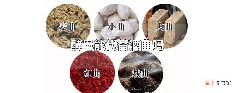 酵母能代替酒曲吗