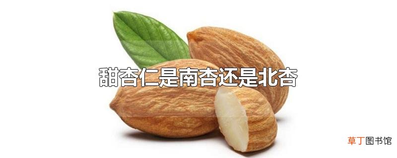 甜杏仁是南杏还是北杏