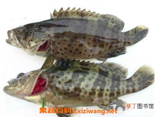 石斑鱼的营养价值及功效