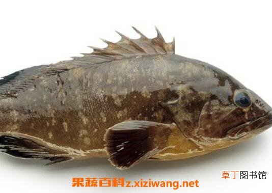 石斑鱼的营养价值及功效