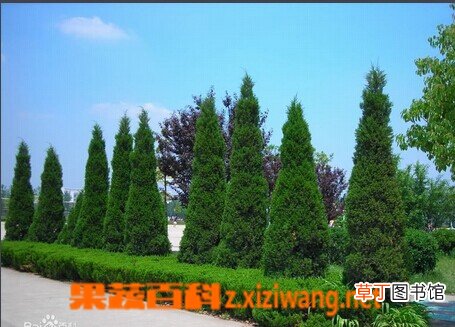 龙柏的功效与作用
