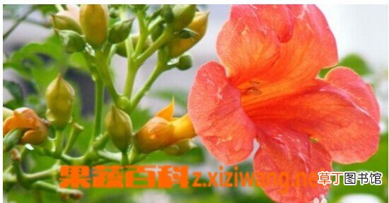 凌霄的功效与作用