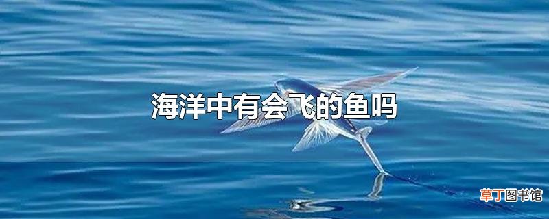 海洋中有会飞的鱼吗