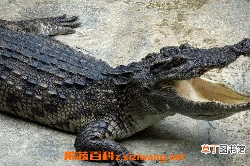 鳄鱼的功效与食疗作用
