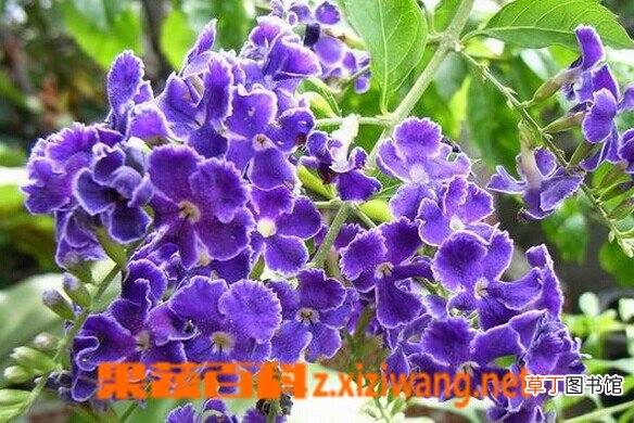 金露花的功效与作用