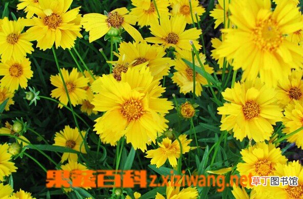 金鸡菊的功效与作用