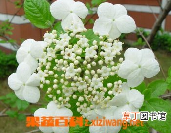 琼花的功效与作用