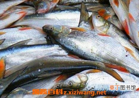 红尾鱼的功效与作用及食用方法