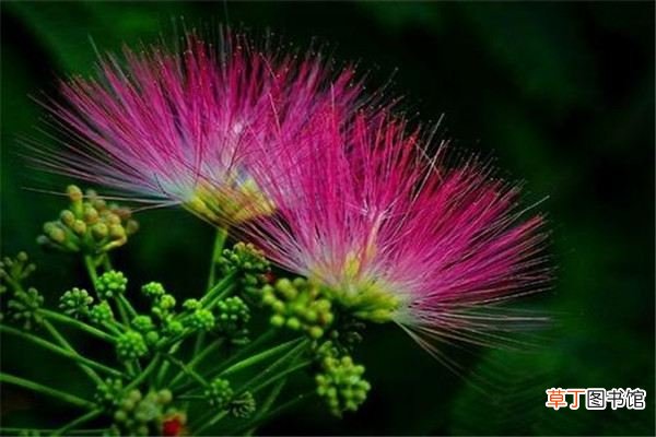 合欢花和芙蓉花怎么区分？