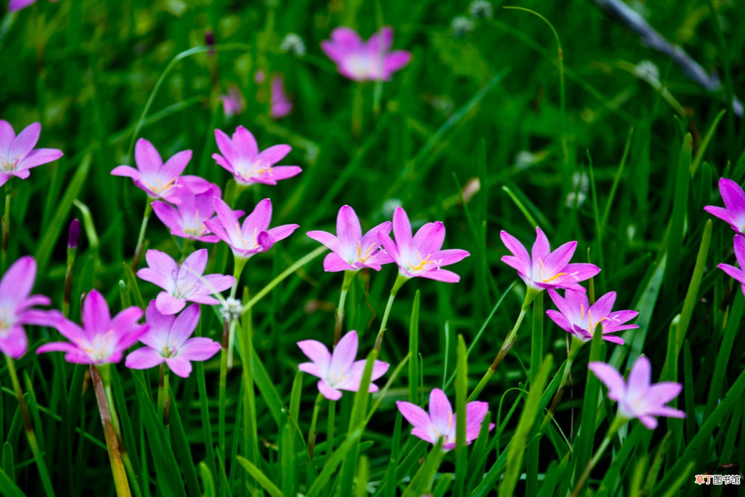 如何促进韭菜莲开花？
