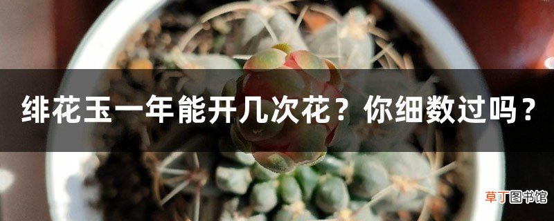 绯花玉一年能开几次花？你细数过吗？