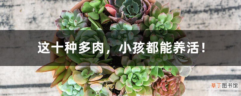 这十种多肉，小孩都能养活！