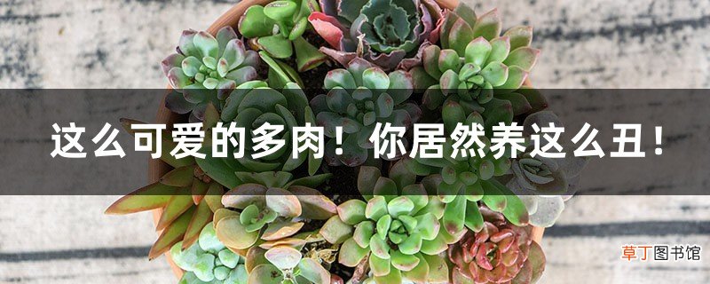 这么可爱的多肉！你居然养这么丑！