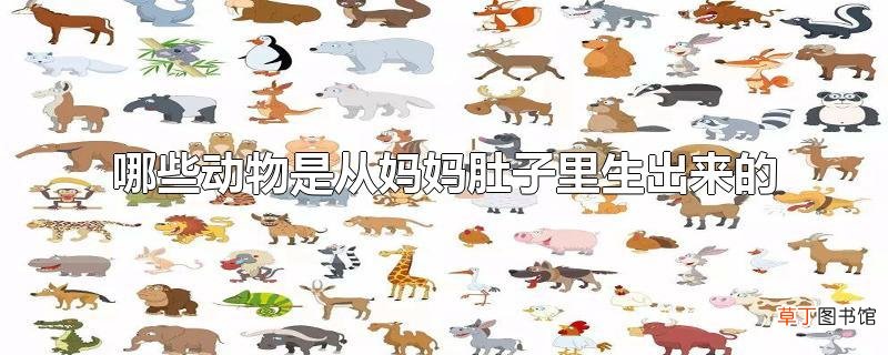 哪些动物是从妈妈肚子里生出来的