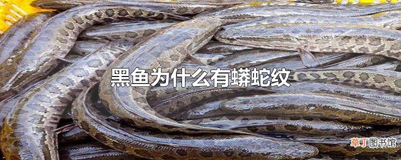 黑鱼为什么有蟒蛇纹
