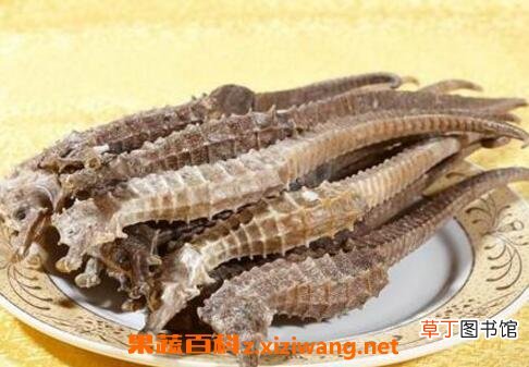 海马干有什么功效与作用