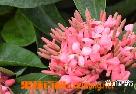 龙船花的功效与作用