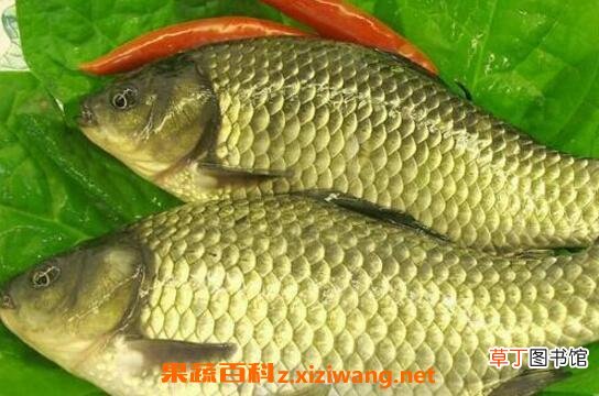 中药鲫鱼胆的功效与作用 鲫鱼胆能治什么病