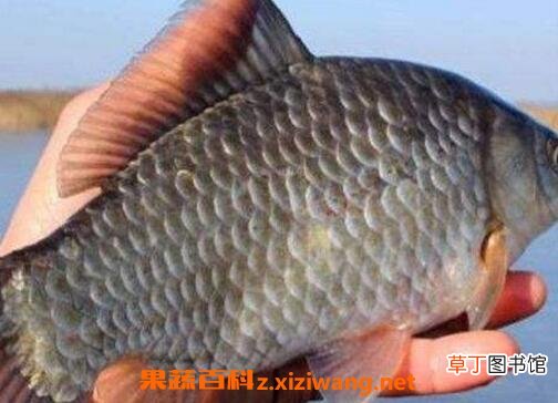 中药鲫鱼胆的功效与作用 鲫鱼胆能治什么病