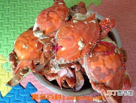 螃蟹不能和什么一起吃 吃螃蟹不能吃什么