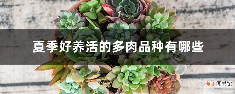 夏季好养活的多肉品种大全！