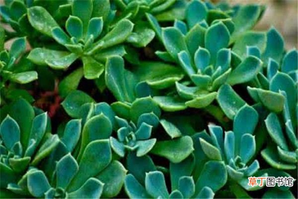这种“厚脸皮”植物怎么养？