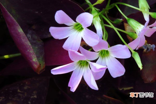 观果植物冬季怎么养护