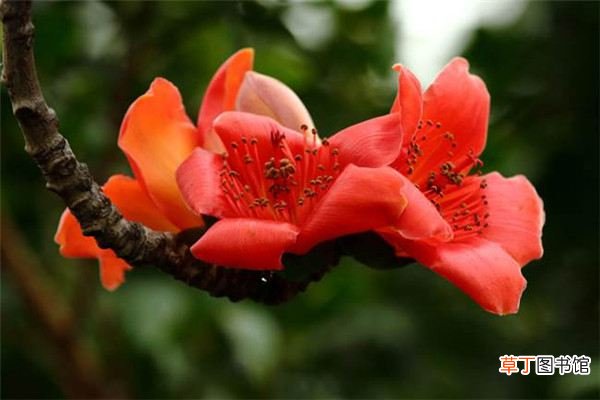 常见的先花后叶的庭院花木
