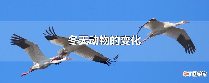 冬天动物的变化