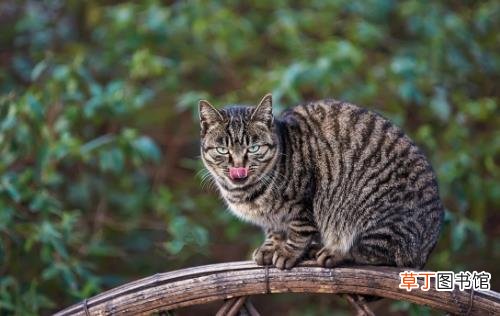 狸花猫会自己挑选主人 狸花猫幼猫成猫喂养指南