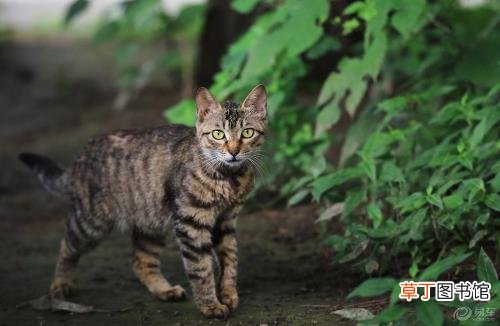 狸花猫会自己挑选主人 狸花猫幼猫成猫喂养指南